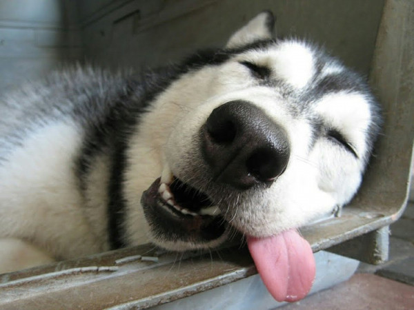 Hình Ảnh Chó Ngáo