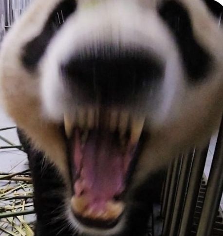 Gấu trúc không hay nói, nhưng nhớ thì nhớ dai