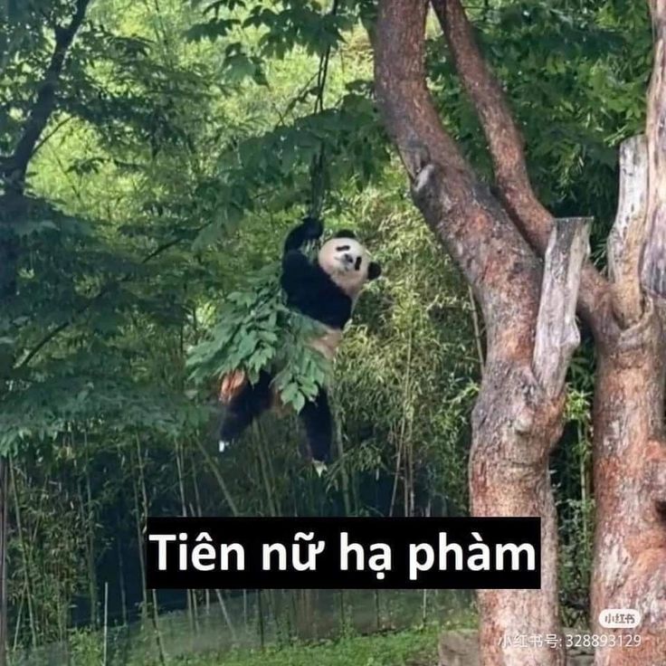 Một lần tổn thương, gấu trúc sẽ tránh cả đời