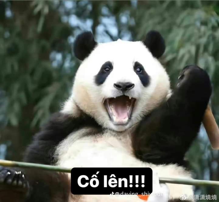 Tâm trạng hôm nay: chill nhẹ cùng một chút meme