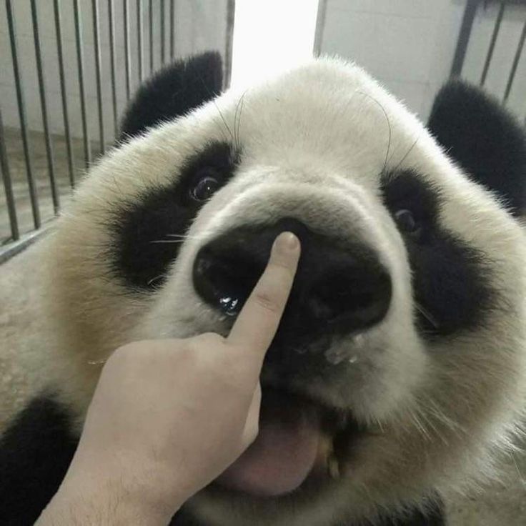 Tình yêu thật sự là khi dám ôm gấu đang quạu