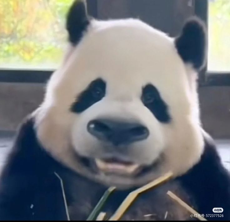 Trái tim này nhỏ, nhưng chứa đủ meme và tình thương