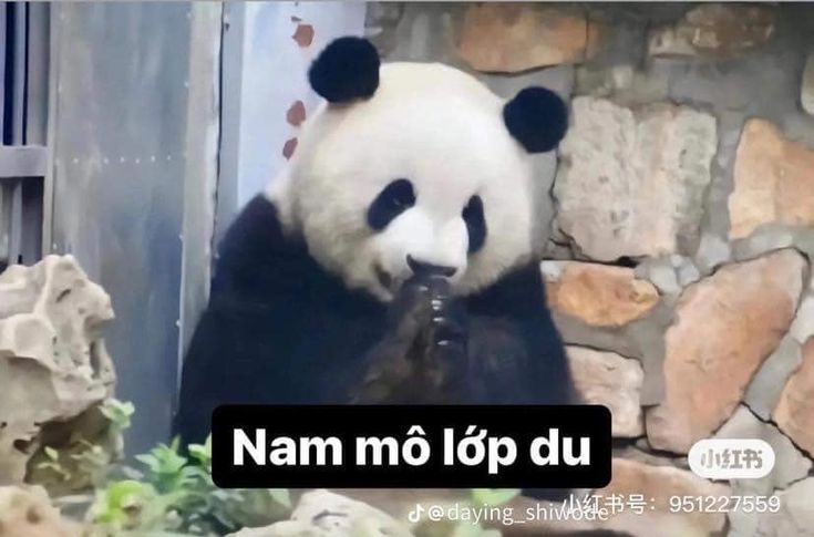 Tui không thích drama, tui thích trà sữa nhiều hơn