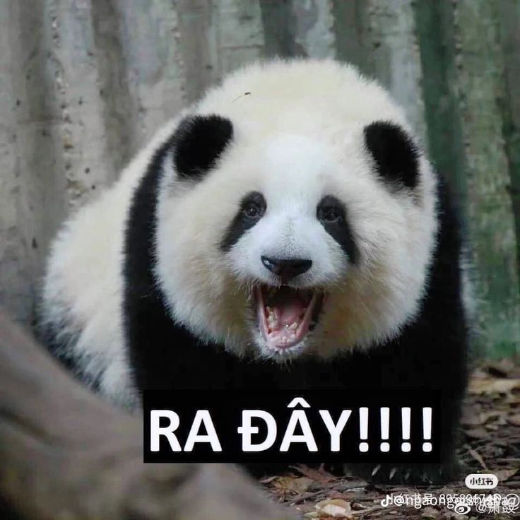 Ai nói gấu trúc vô tâm chắc chưa từng bên cạnh