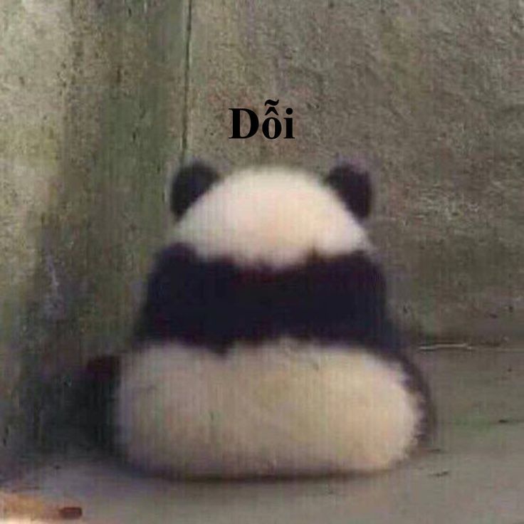 Cứ dịu dàng đi, gấu trúc không nỡ phản dame đâu