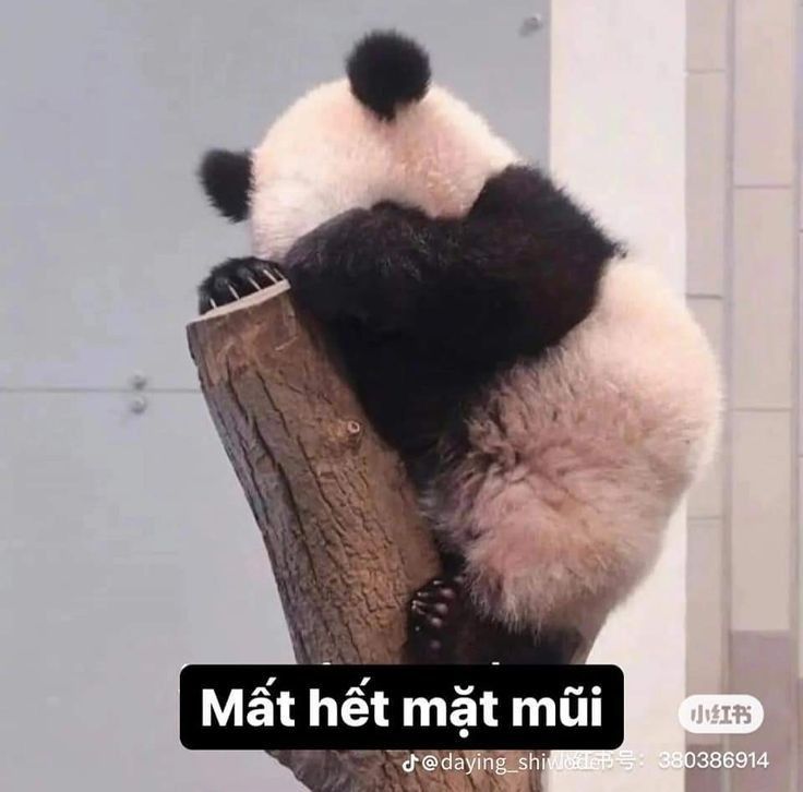 Có đôi khi im lặng là cách gấu trúc nói chuyện