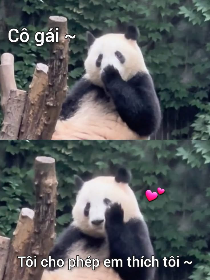 Gặp chuyện buồn thì nói với gấu trúc một câu