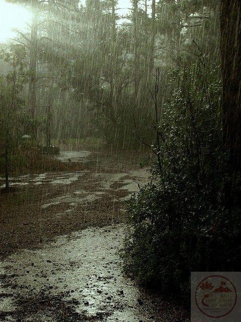 Khung cảnh rừng trong mưa gợi cảm giác thư giãn và rất tự nhiên