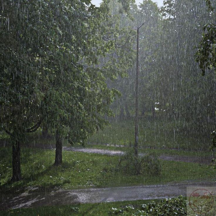 Những hạt mưa rơi trong rừng tạo nên không gian đầy chất thiền