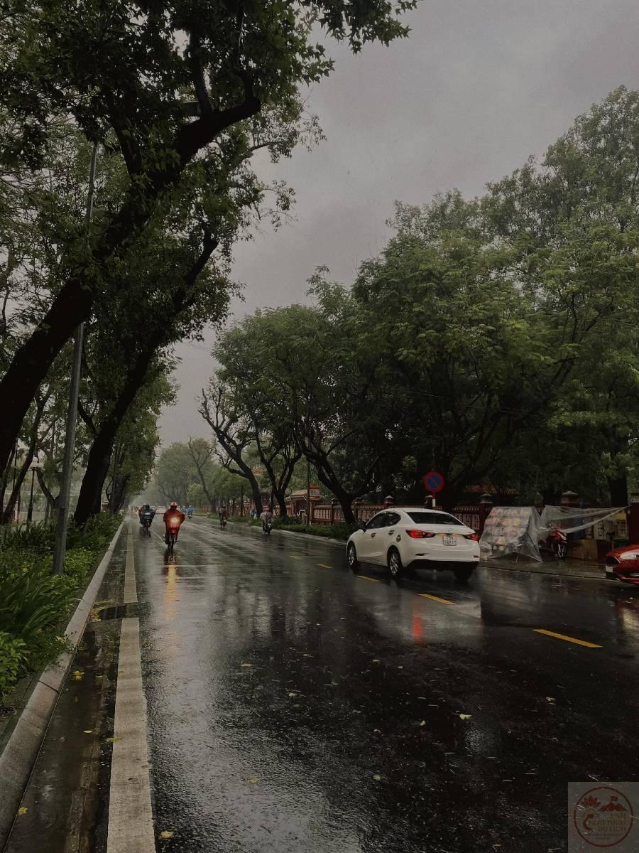 Tiếng mưa rào mùa hè tạo nên bản nhạc vui tươi và đầy sức sống