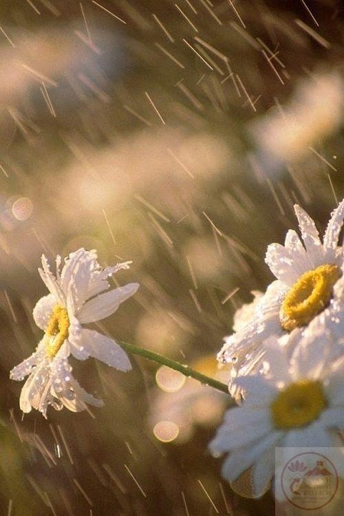 tieng-mua-rao-mua-he-tao-nen-ban-nhac-vui-tuoi-va-day-suc-song