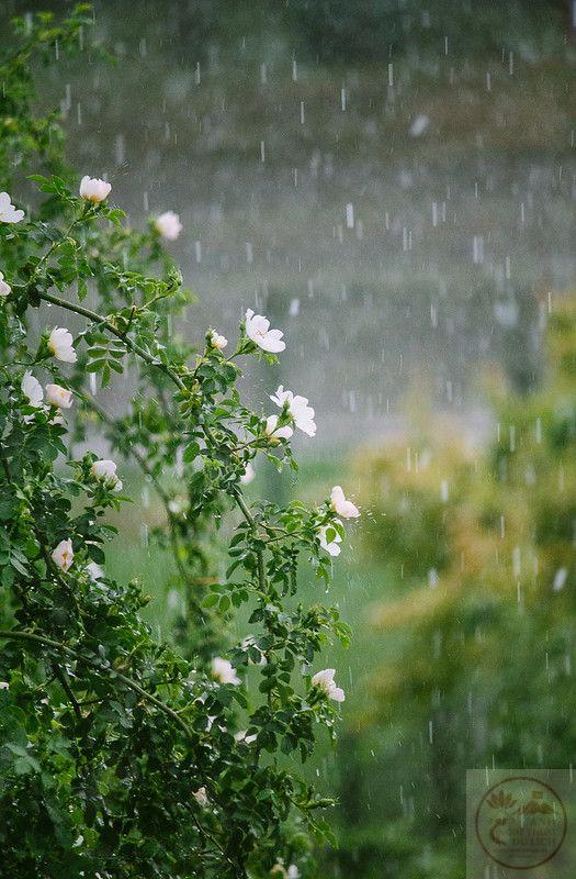 Cơn mưa mùa hè khơi gợi cảm giác thư thái và nhiều an yên