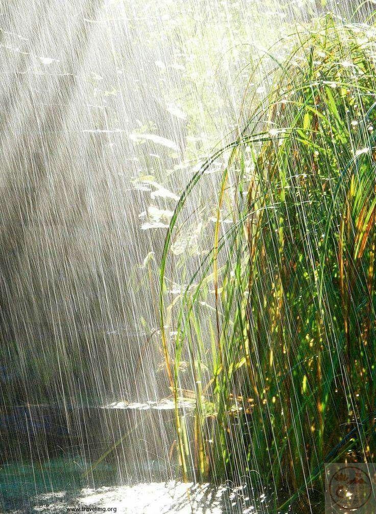 Không gian mùa hè trong mưa đem lại sự mộc mạc và bình dị