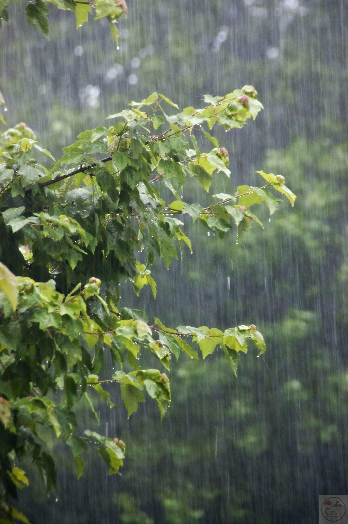 Mùa hè có mưa làm không gian trở nên tươi mới và đầy sức sống