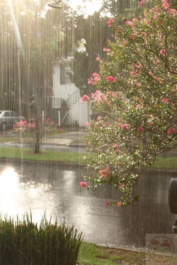 Những cơn mưa hè bất chợt gợi cảm giác sảng khoái và nhẹ nhõm