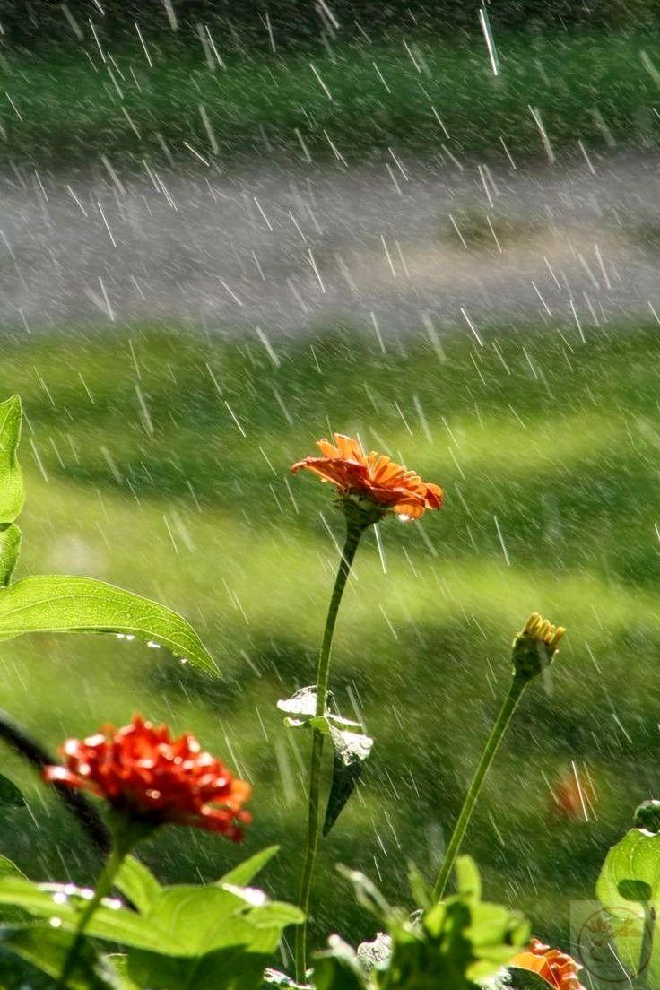 Tổng hợp những hình ảnh mưa chill buồn, tâm trạng lãng mạn