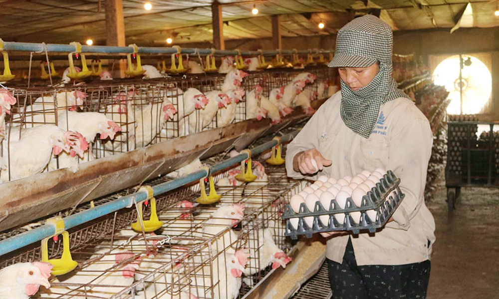 tong quan nganh gia cam hien nay 4