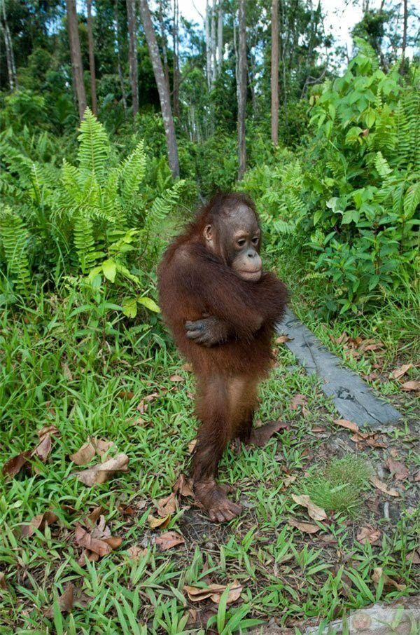 Dáng này là phiên bản nâng cấp của thất vọng