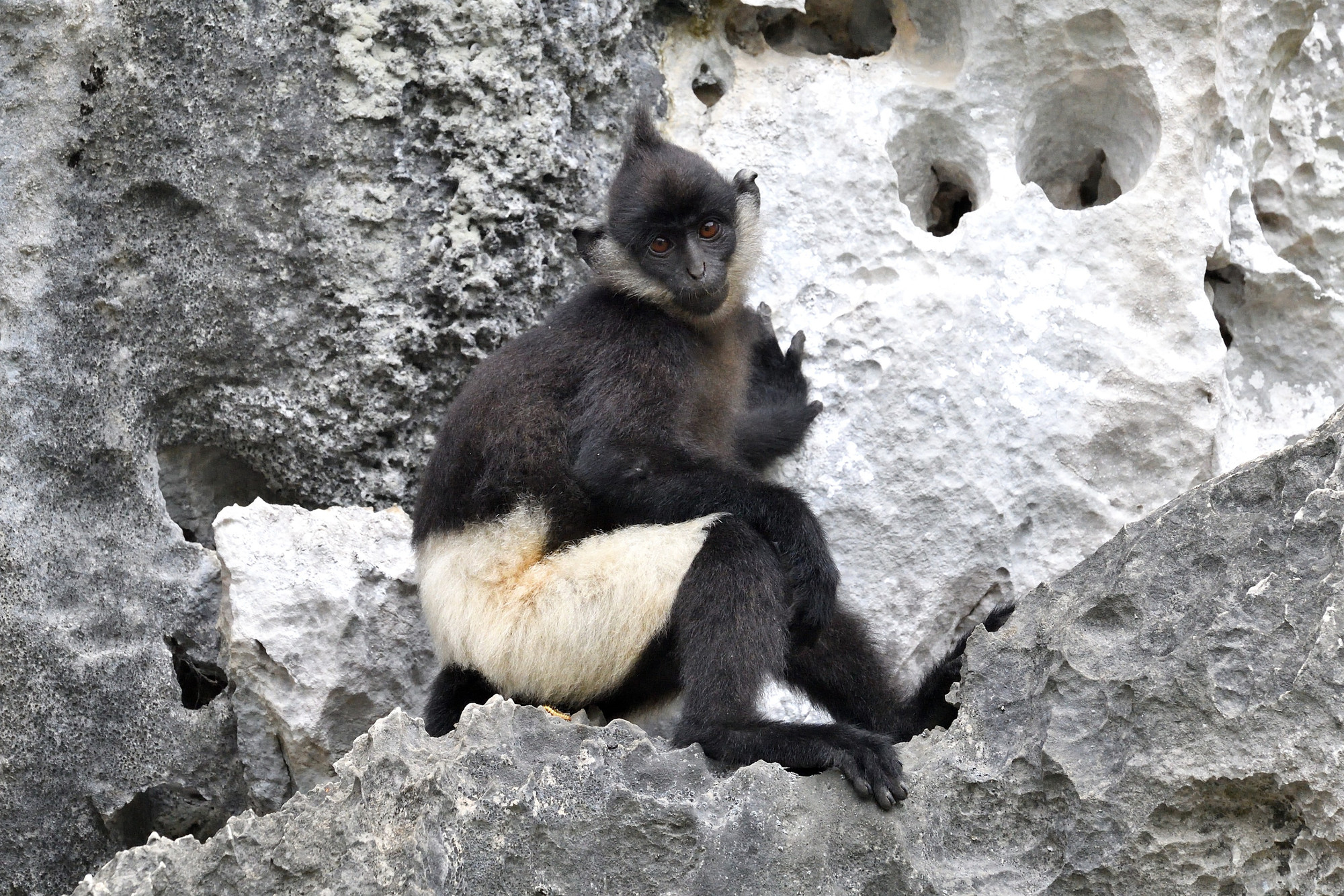 Gia đình voọc quần đùi trắng. (Ảnh: Trung tâm Bảo tồn Thiên nhiên và Phát triển)