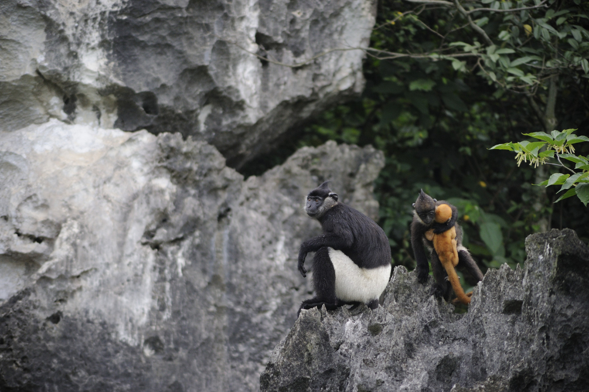Hoạt động khai thác đá tại Kim Bảng, Hà Nam làm ảnh hưởng nghiêm trọng tới sinh cảnh sống của voọc quần đùi trắng. (Ảnh: Trung tâm Bảo tồn Thiên nhiên và Phát triển)