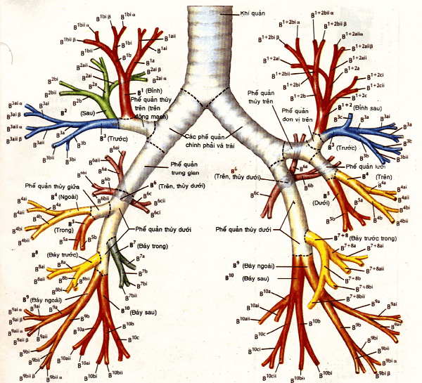 Phế quản: cấu tạo, chức năng và cách bảo vệ sức khỏe