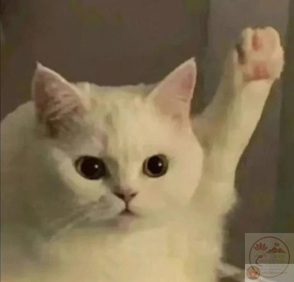 meme giơ tay (1)