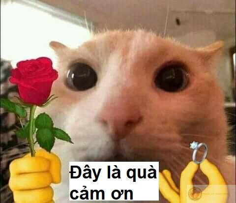 Không có gì quý hơn một lời cảm ơn chân thành