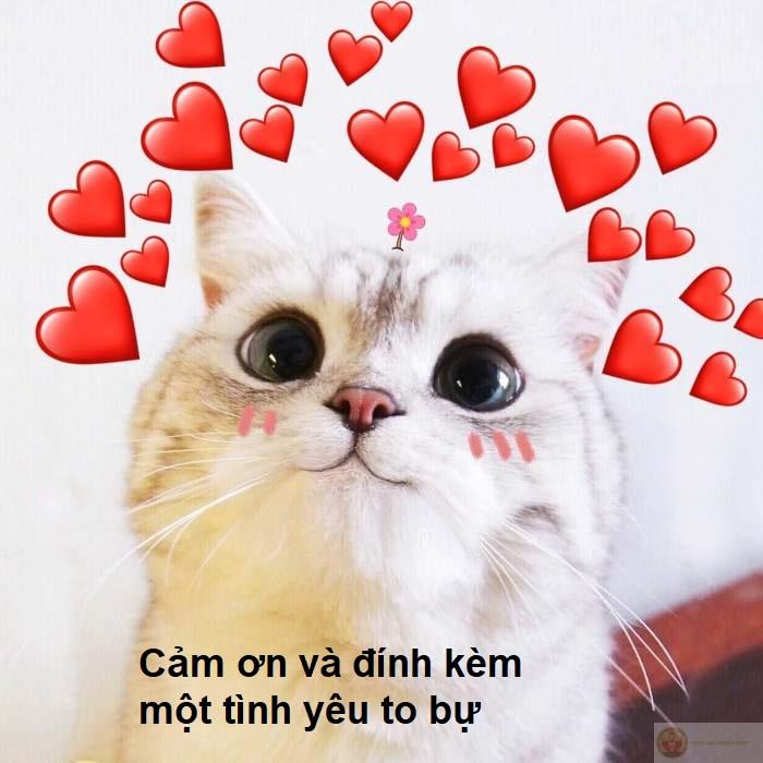 Meme cảm ơn hài