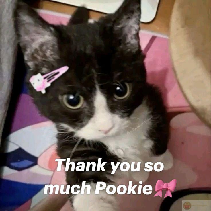 Cảm ơn, không cần lý do, cứ thế thôi