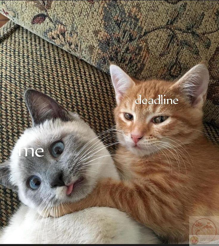 Meme chạy deadline trở thành ngôn ngữ chung của sinh viên và dân công sở