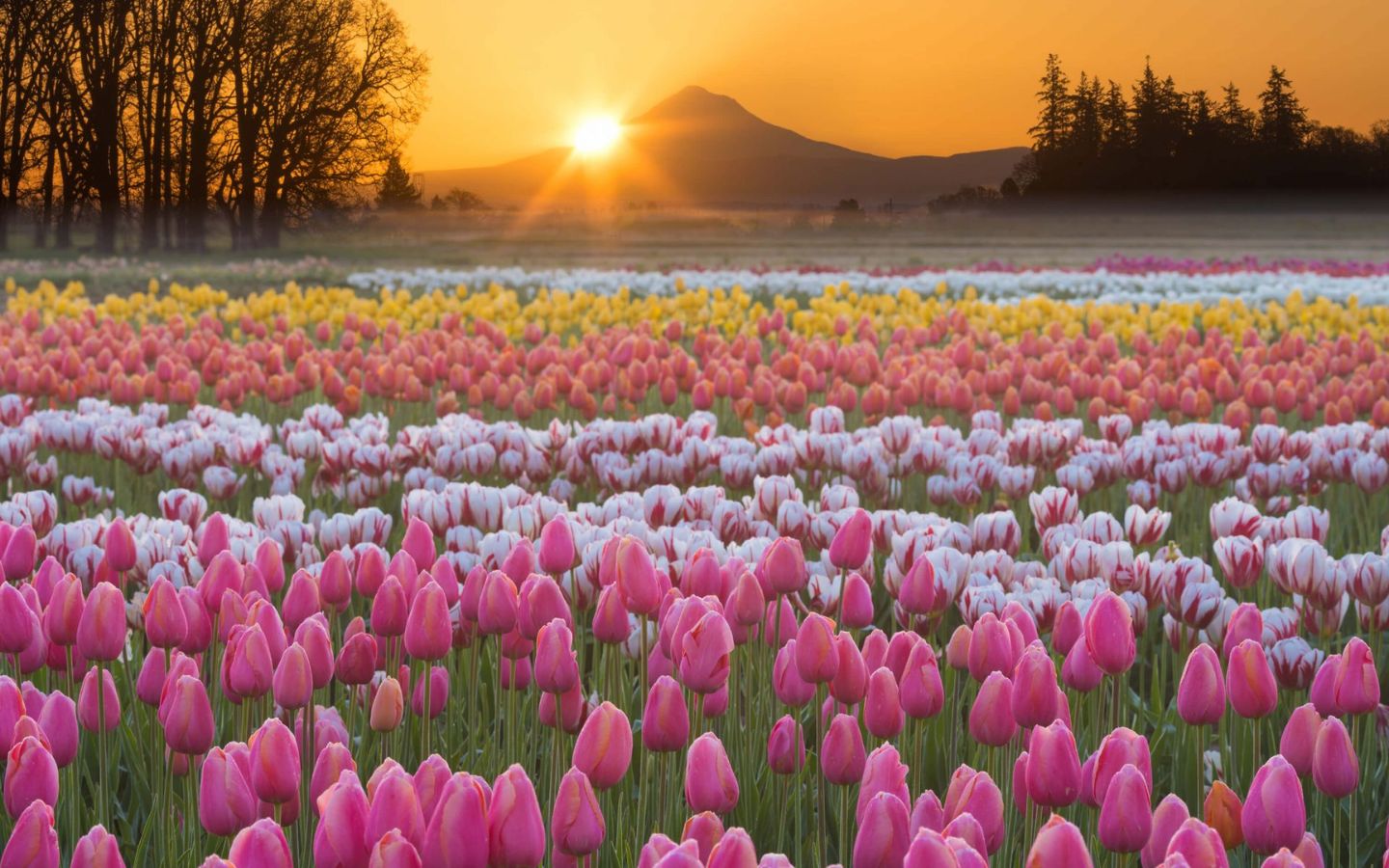 Hoa tulip - Sự thanh lịch và tinh tế