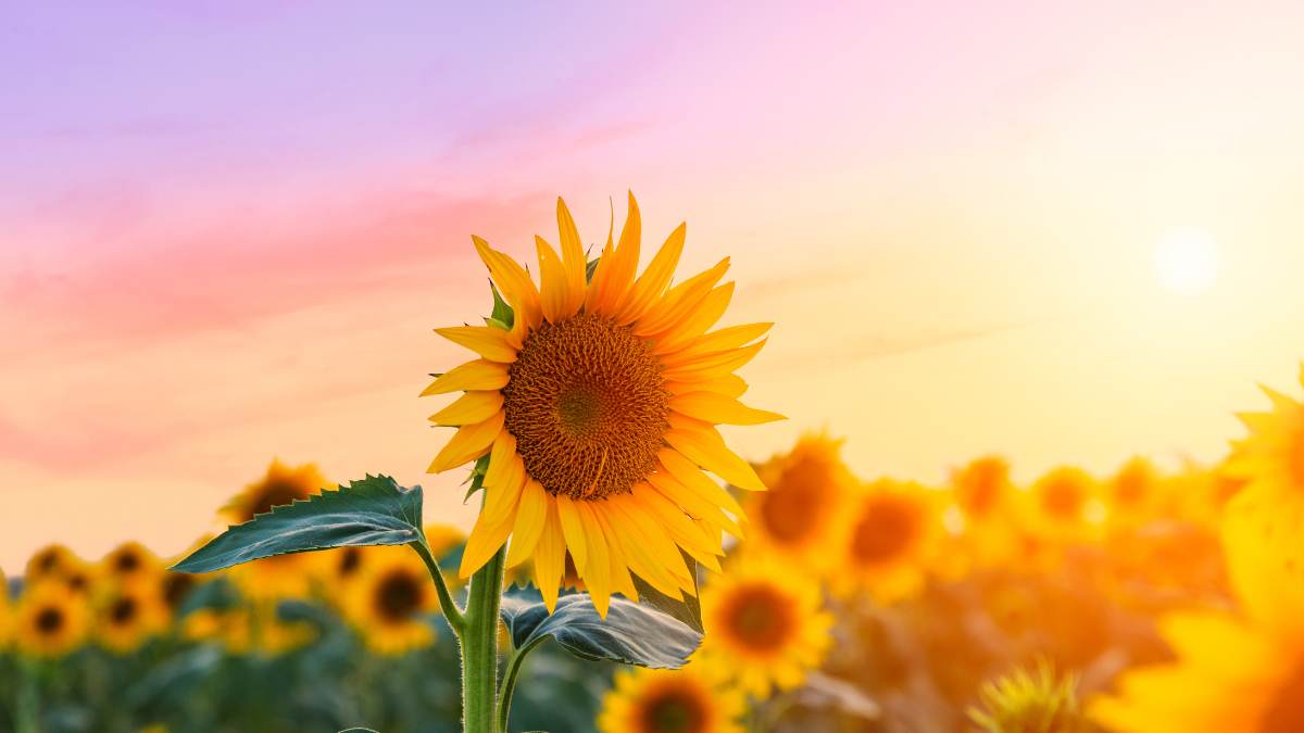 Hoa hướng dương - Niềm tin và năng lượng
