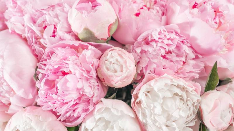 Hoa mẫu đơn - Lòng biết ơn