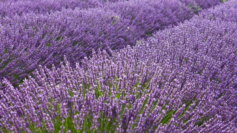 Hoa tươi luôn là lựa chọn hàng đầu cho ngày 8/3