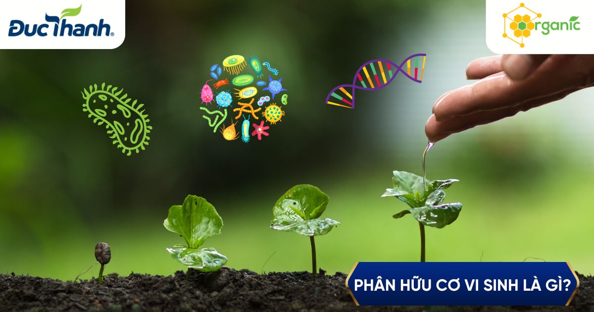 Phân hữu cơ vi sinh là gì? Có mấy loại và ưu điểm