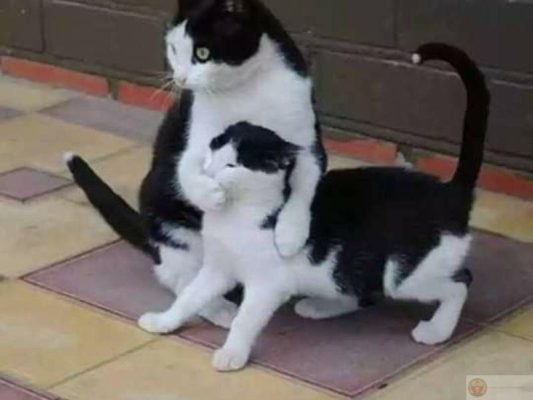 Meme suỵt im lặng nào cô bé vuốt cằm siêu hài