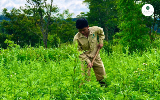 NGẢI CỨU CÓ TÁC DỤNG GÌ? BẠN NÊN MUA Ở ĐÂU?