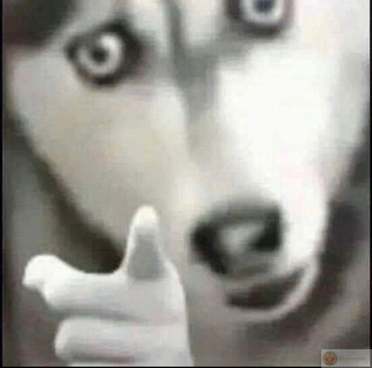 Meme husky chỉ tay