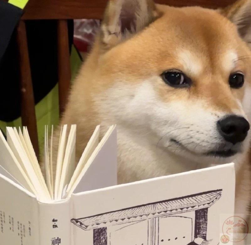 Tổng hợp 88+ Meme chó Shiba đỉnh nhất - Hài, ngầu - Mẫu bánh kem