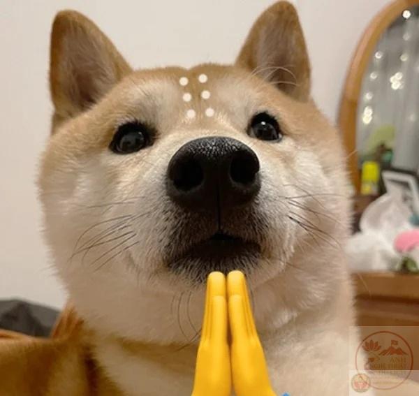 meme Shiba (17)