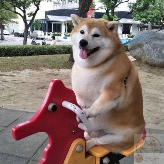 44 Shiba inu ý tưởng | shiba inu, động vật, động vật dễ thương nhất