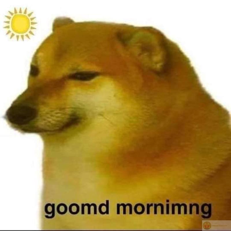 Meme Cheems - Doge Việt Nam về chú chó shiba chúa hề