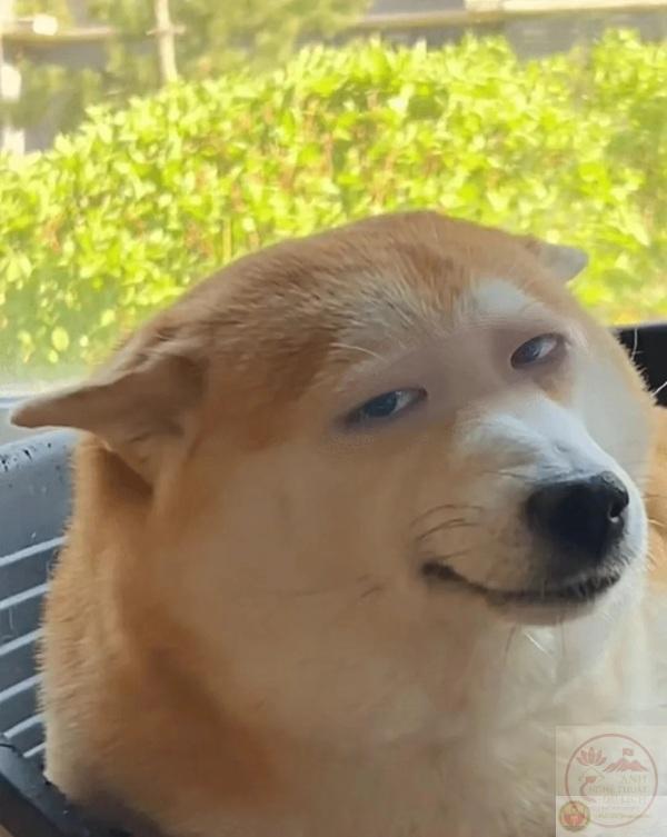 meme Shiba (30)