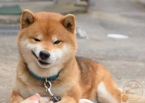 meme Shiba (32)