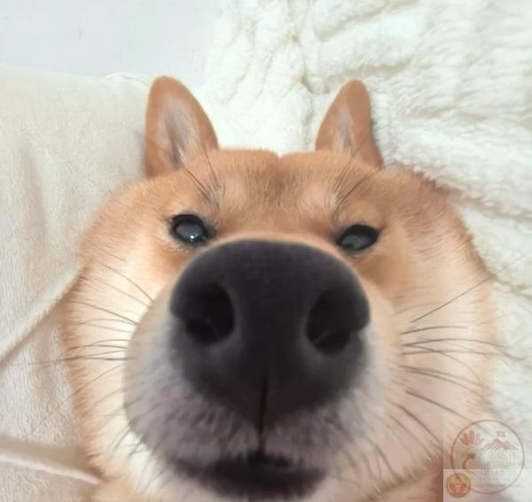 meme Shiba (36)
