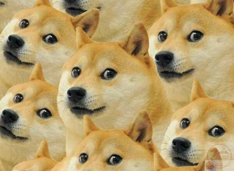 Meme chó Shiba là ai? Tại sao lại nổi tiếng trên thế giới ...