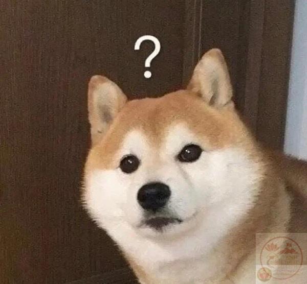 meme Shiba (1)
