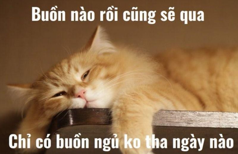 Ý nghĩa của meme chúc ngủ ngon