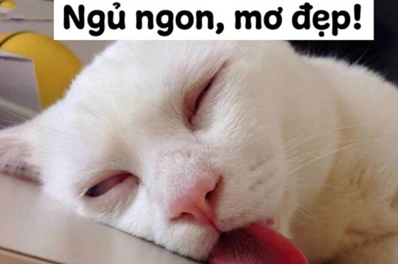 Meme chúc ngủ ngon là gì?