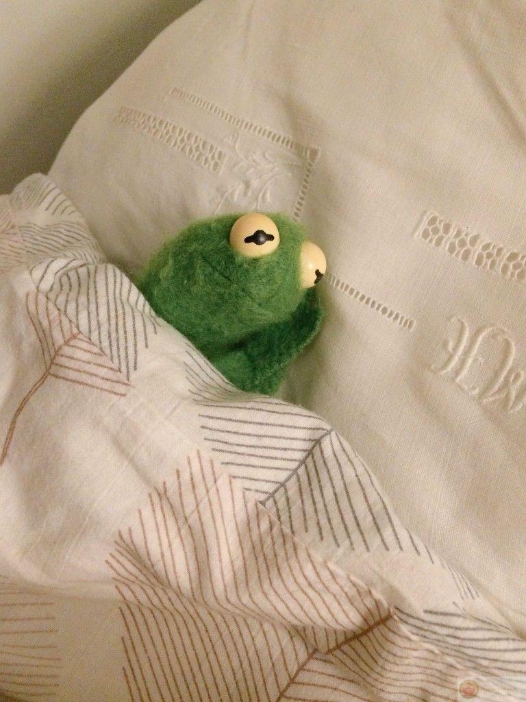 Một chiếc meme con vật mệt mỏi bá đạo khiến câu chuyện trò online thêm rộn ràng